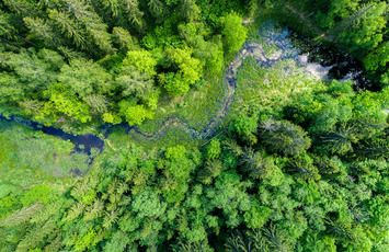 サステナブル　自然　森